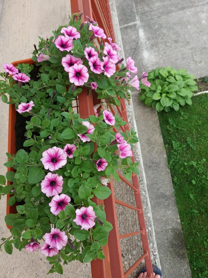 Apartments Mirkovic Cetinje Kültér fotó